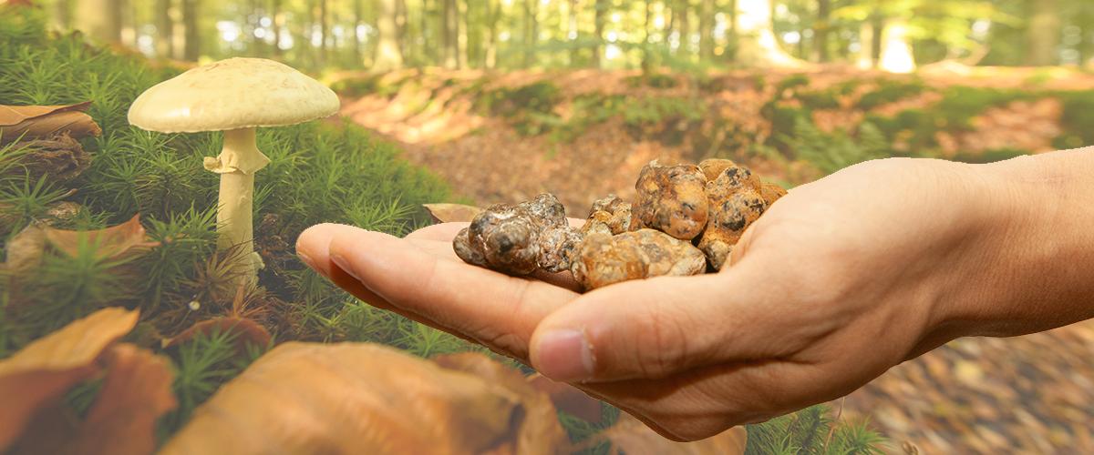 Variétés populaires de truffes magiques